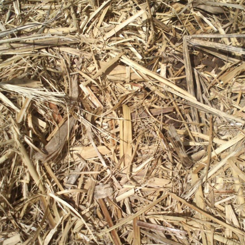 Dried Sugarcane Bagasse